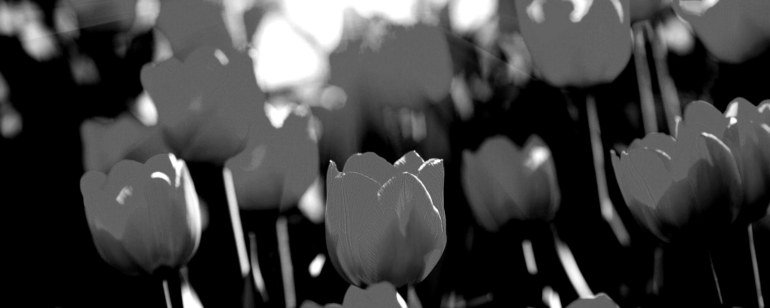 Солнечные тюльпаны обои