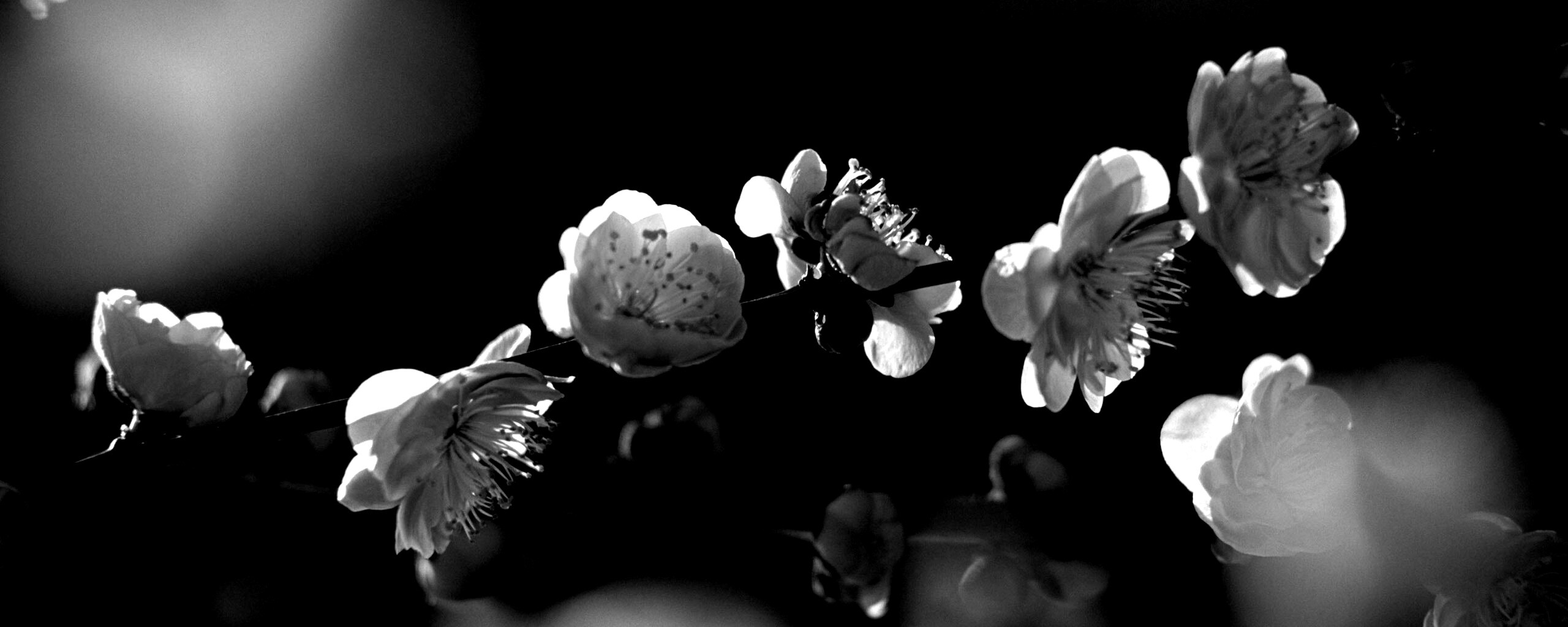 Цветущая вишня обои