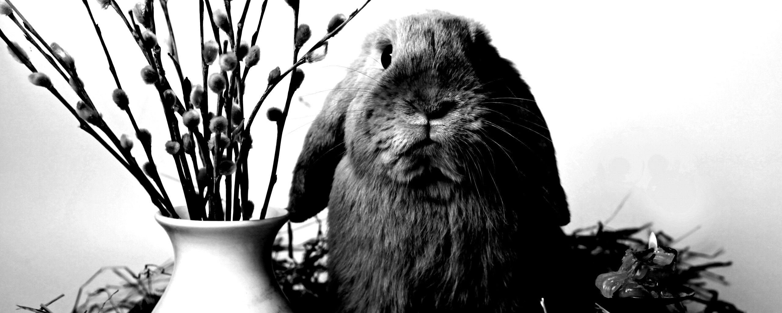 Пасхальный кролик обои