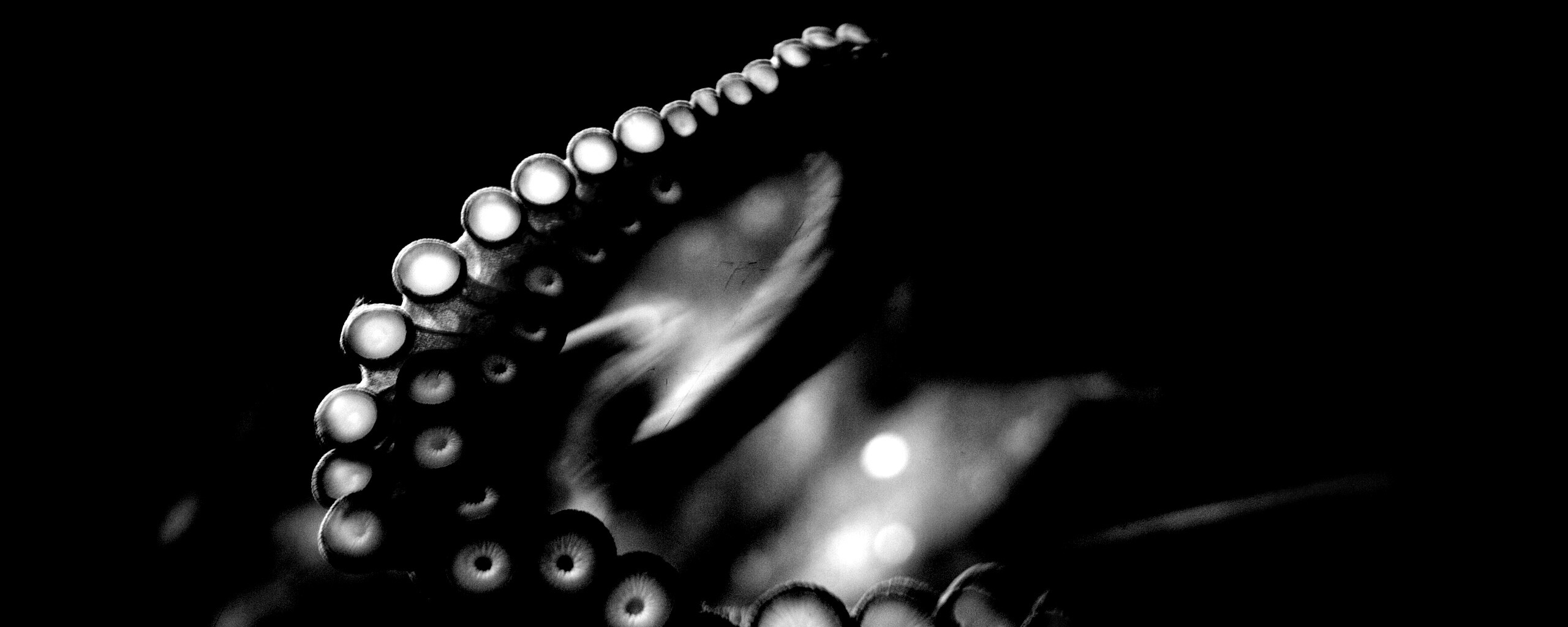 Щупальце обои