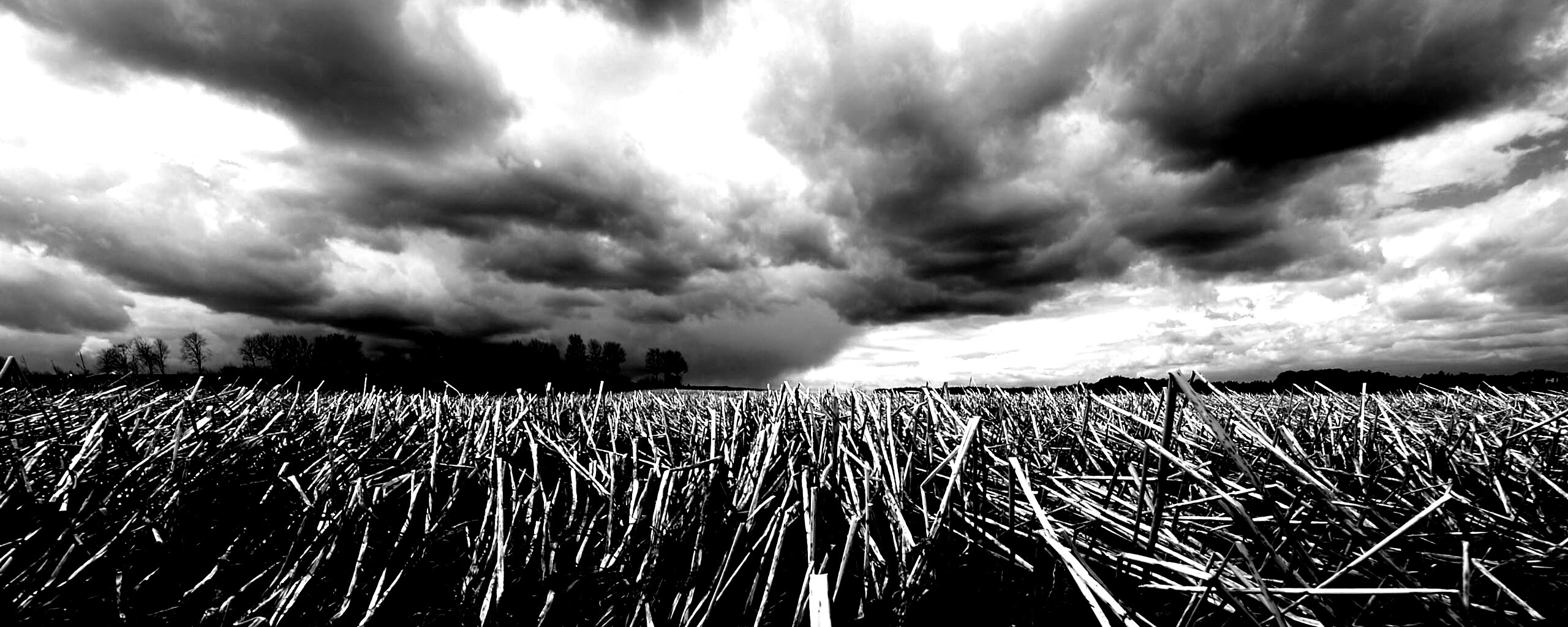 Убранное поле обои