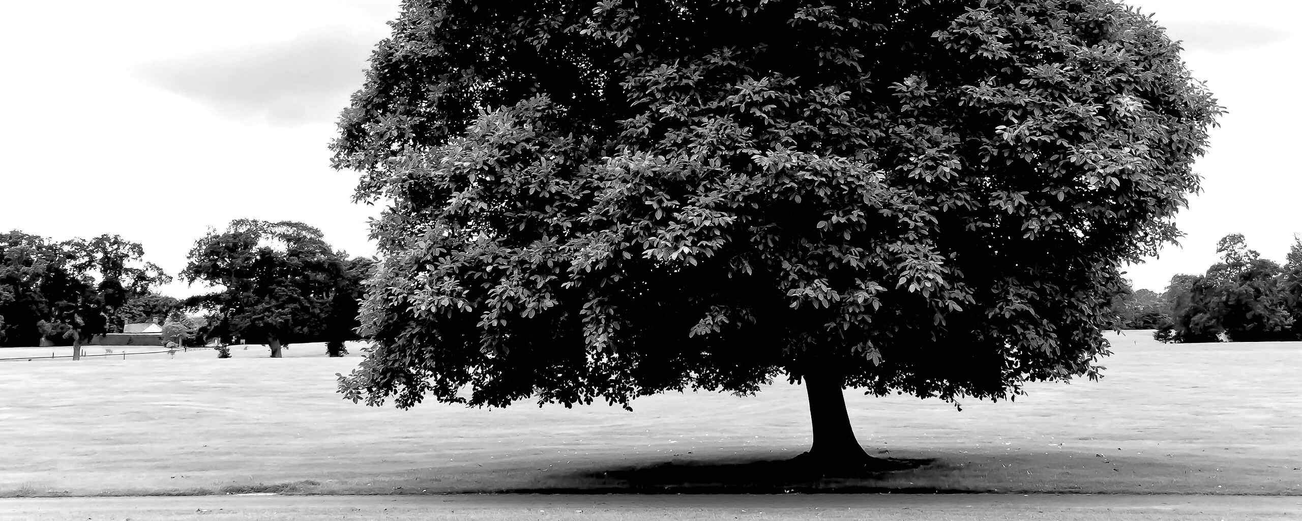 Зеленое ирландское дерево обои