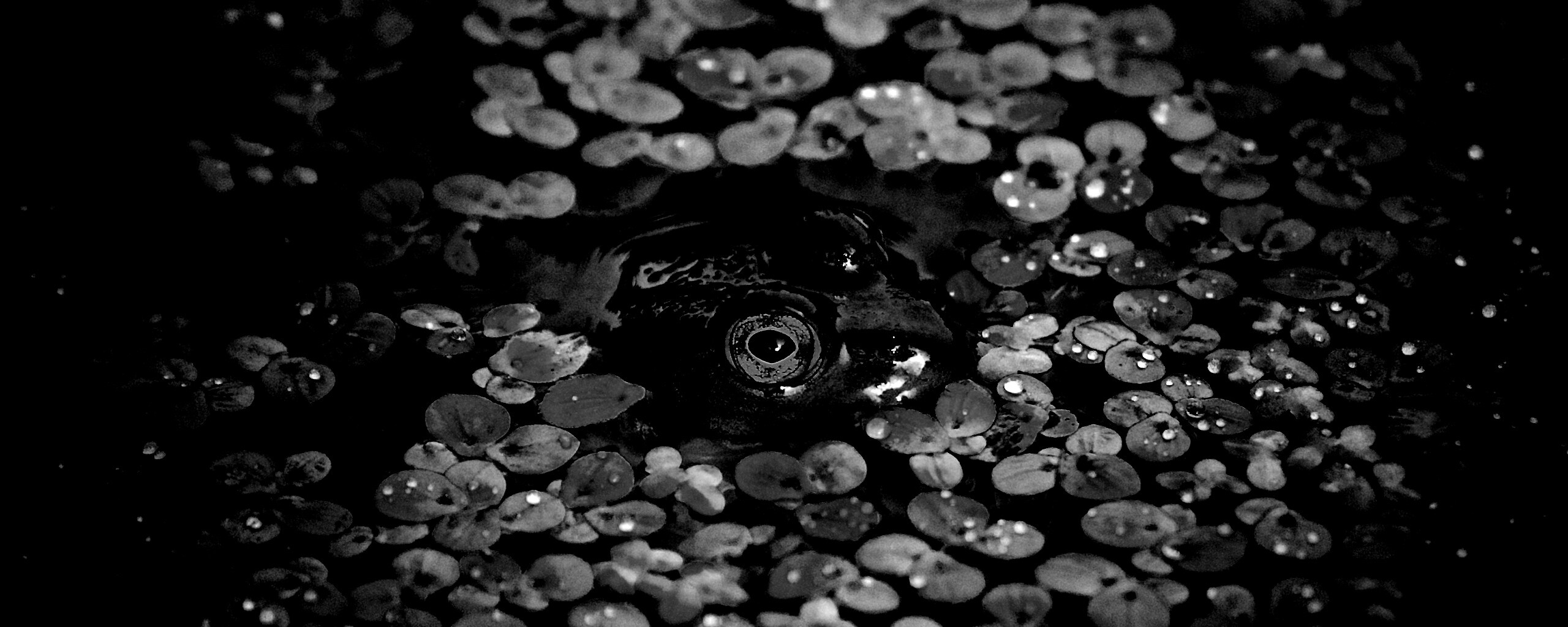 Маленькая лягушка обои