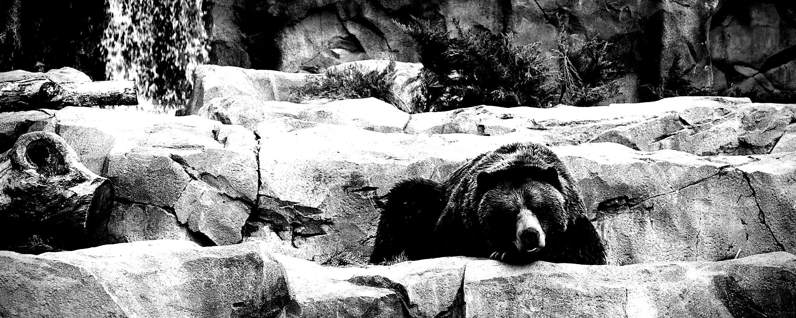 Медведь обои