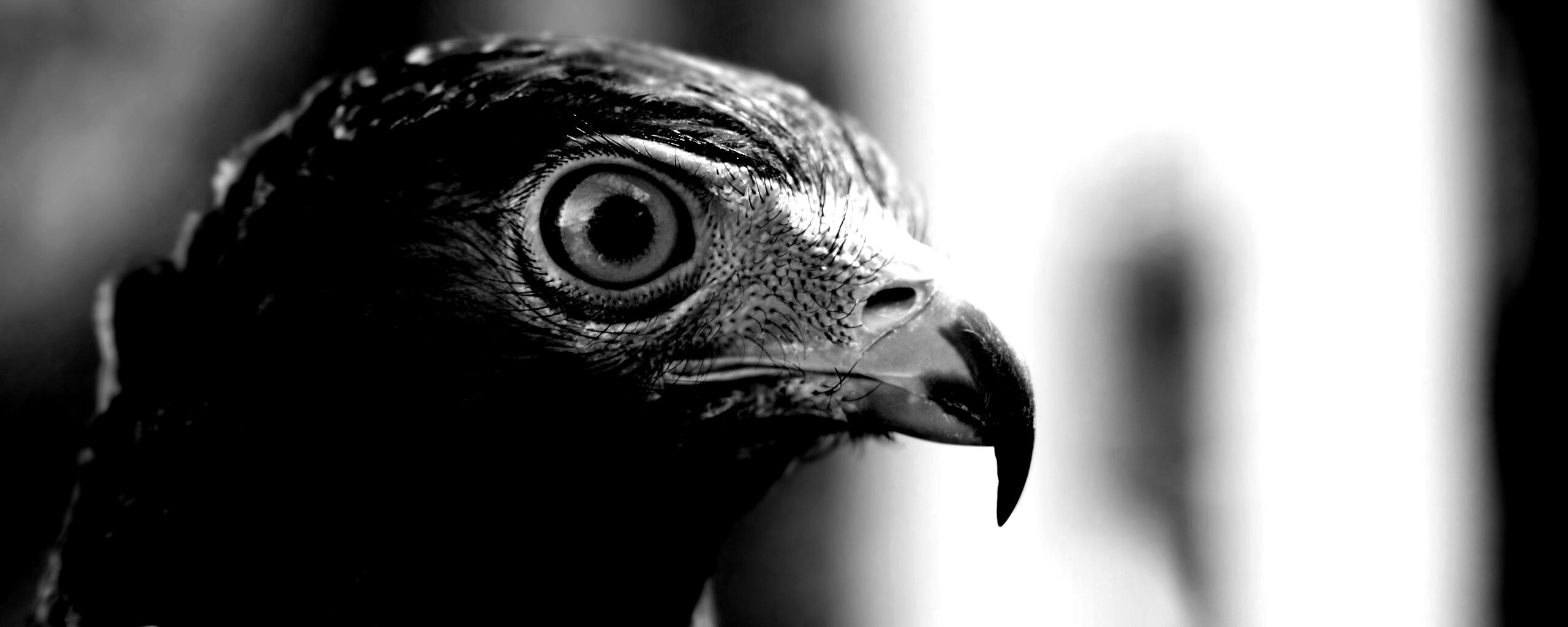Взгляд орла обои