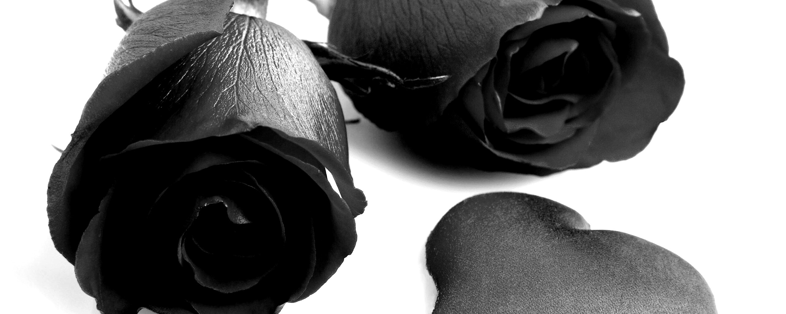 Две красные розы обои