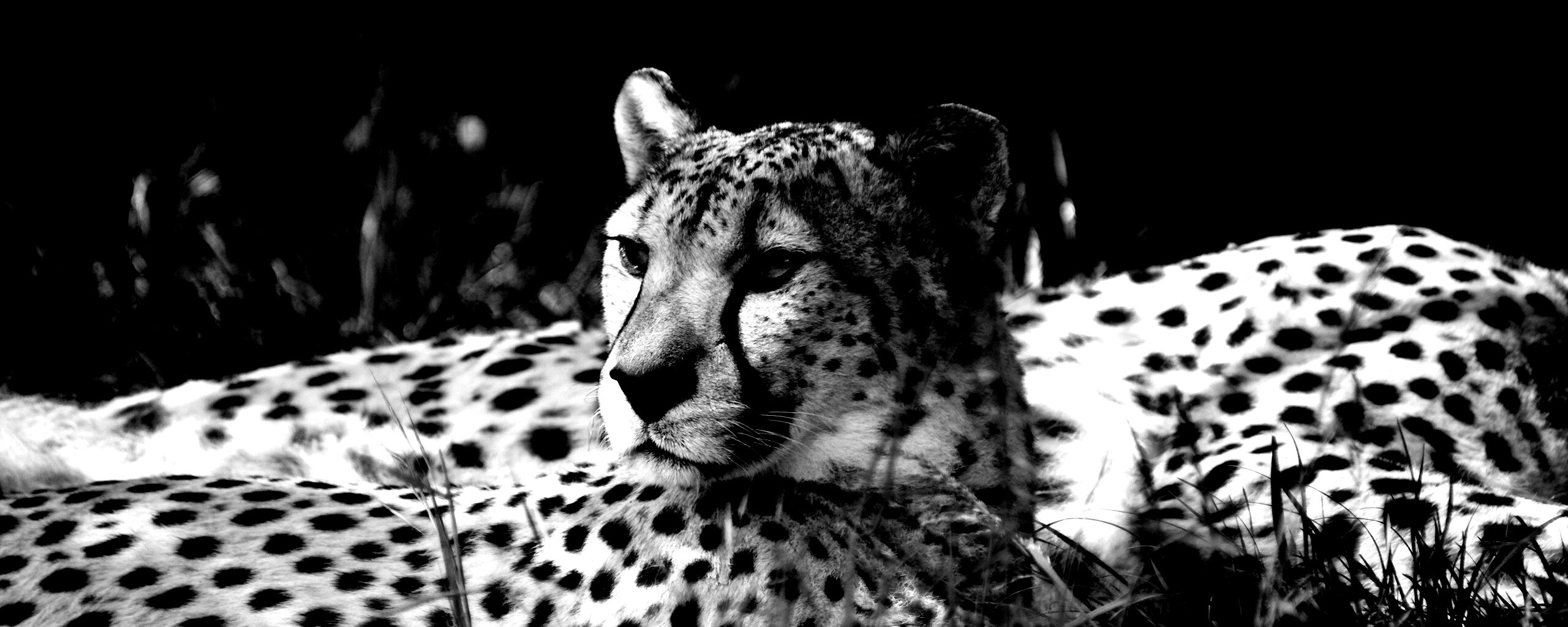 Два изящных гепард в природе обои