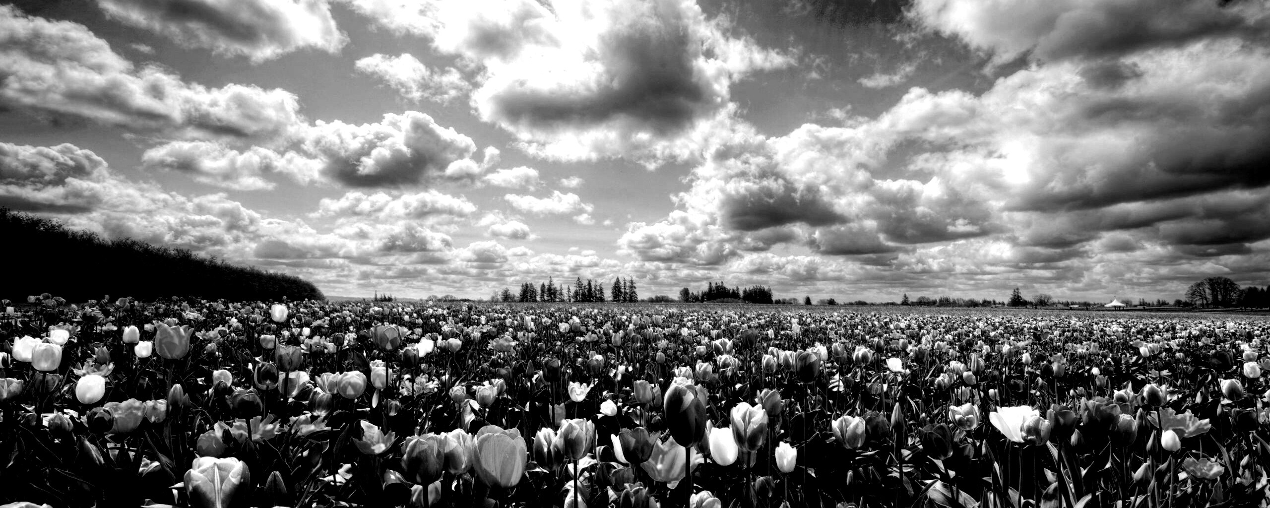 Поле тюльпанов обои
