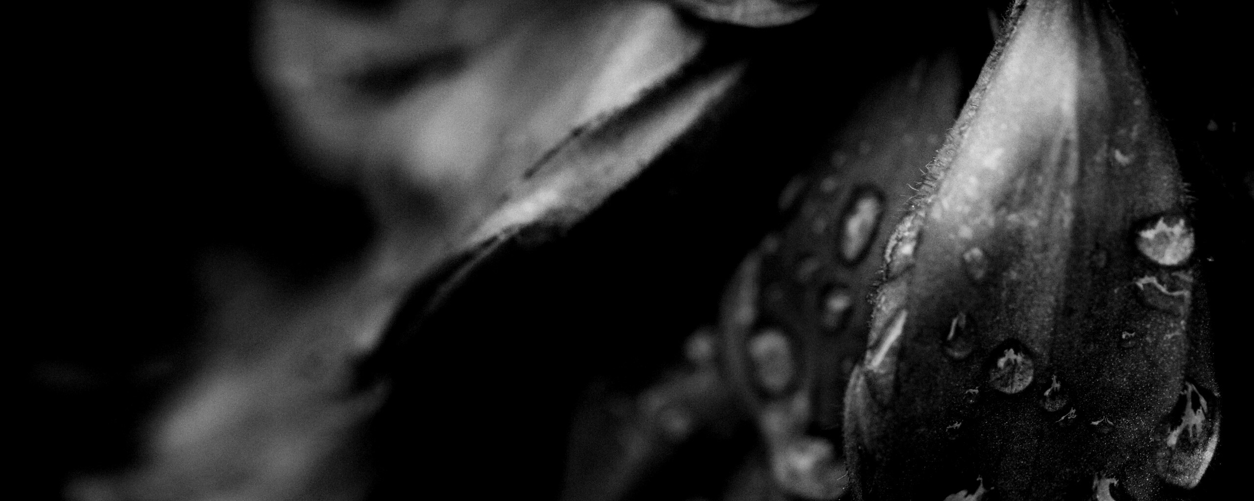 Лепестки обои