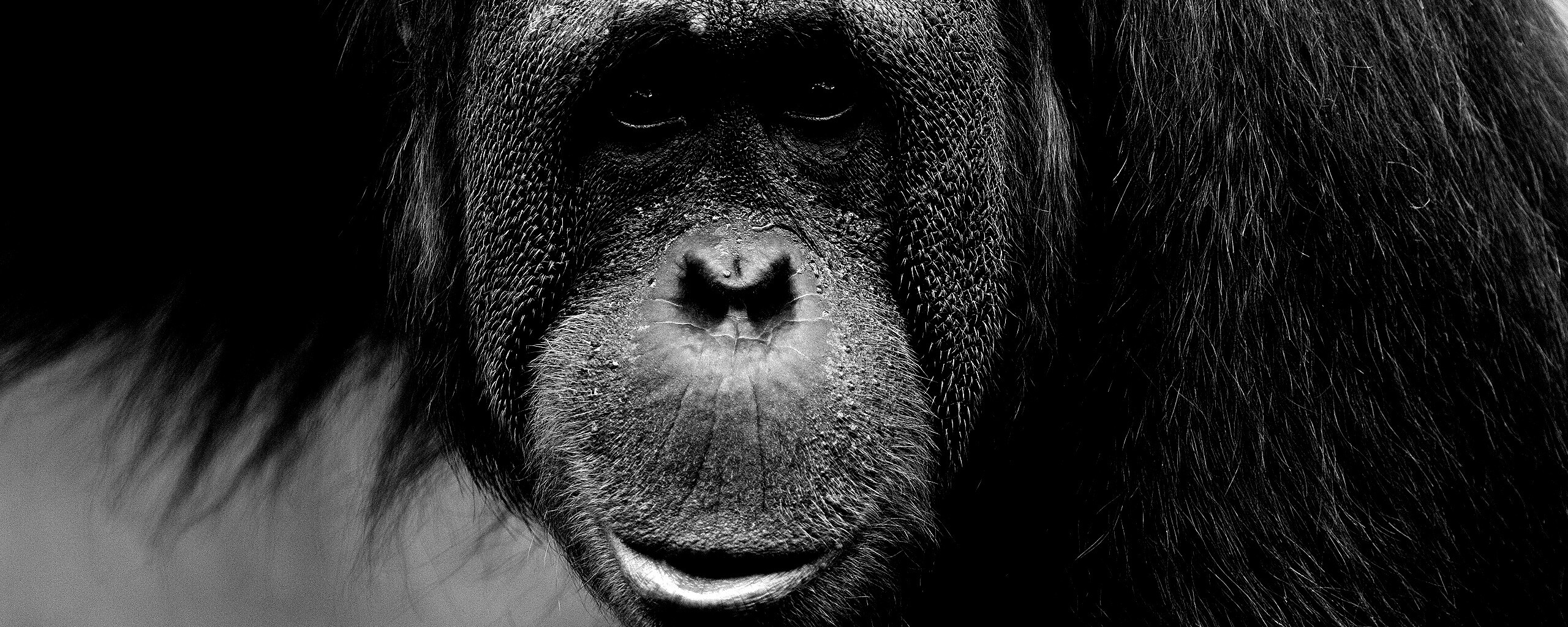 Орангутан обои