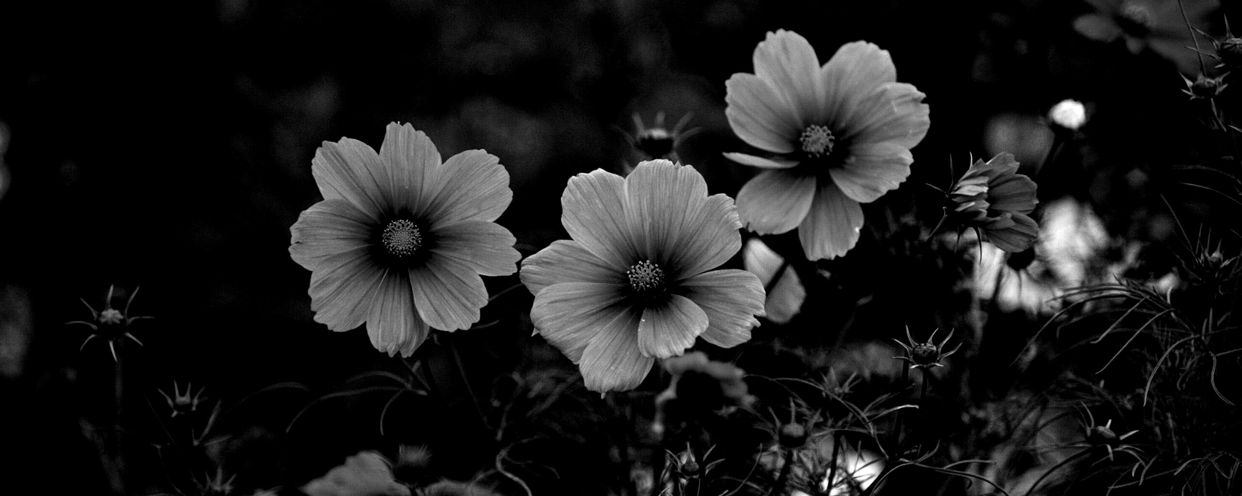 Яркие розовые цветы обои