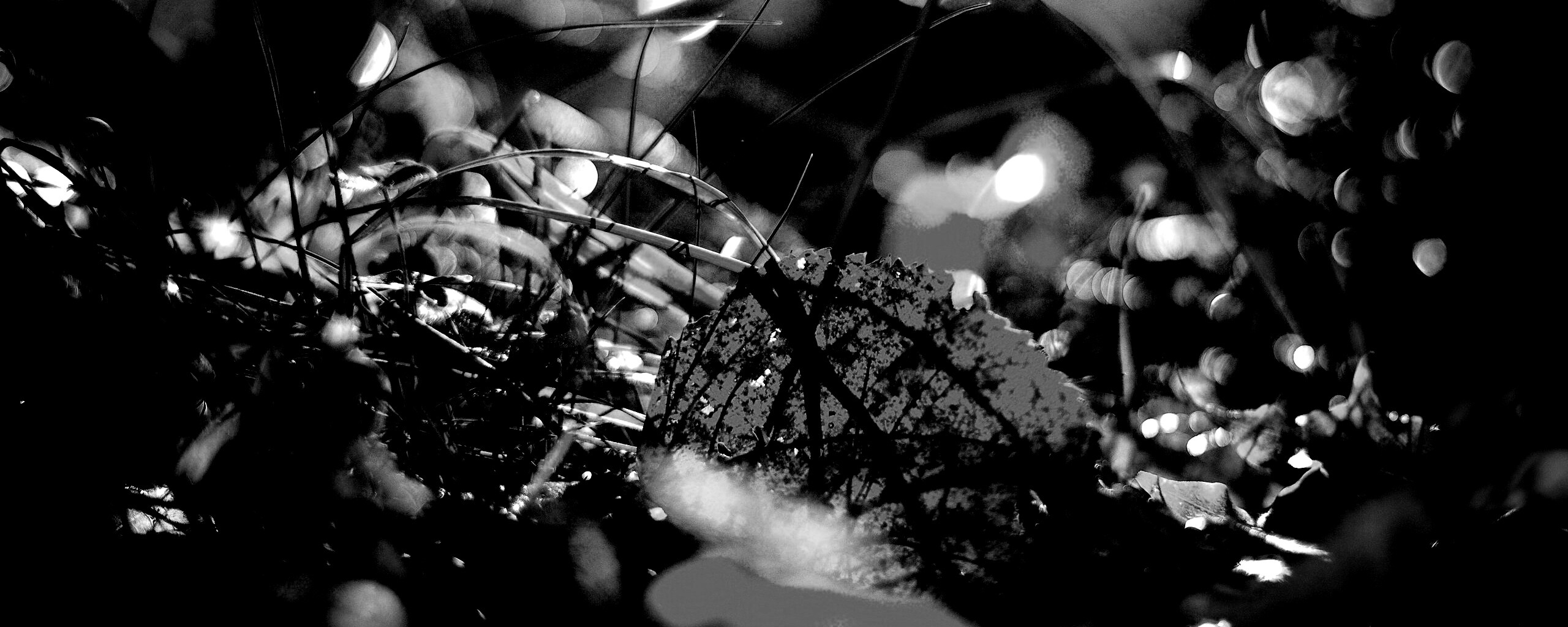 Опавший лист в траве обои