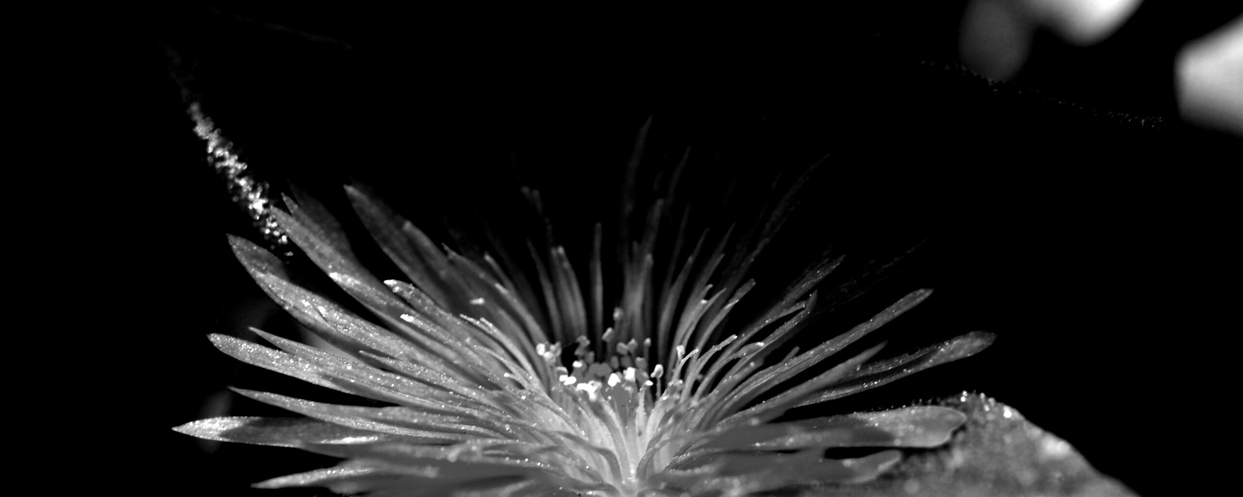 Чудесный цветок обои