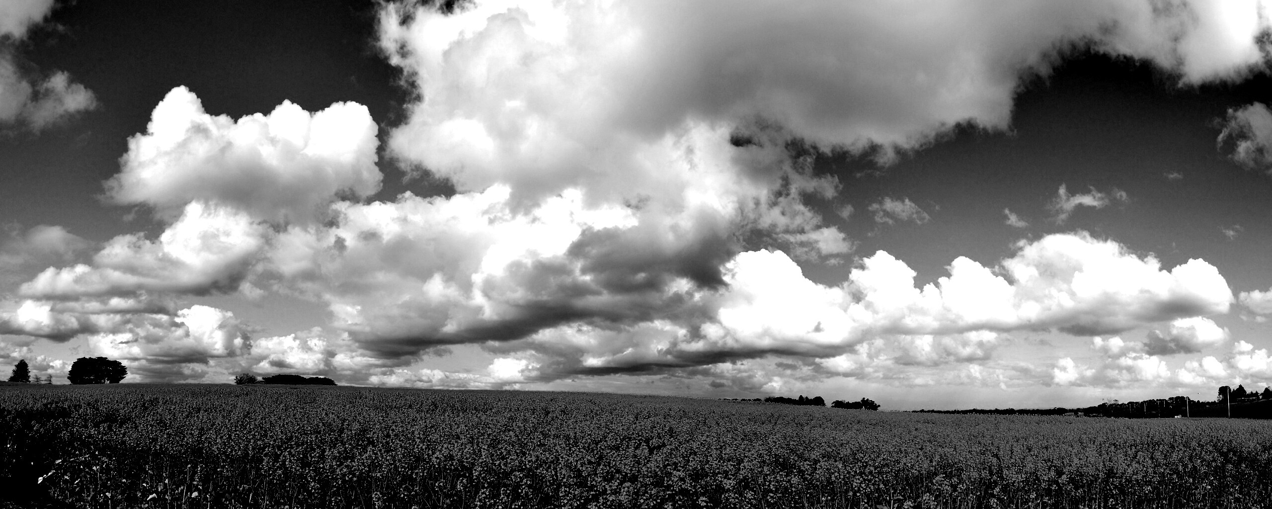 Цветочное поле обои