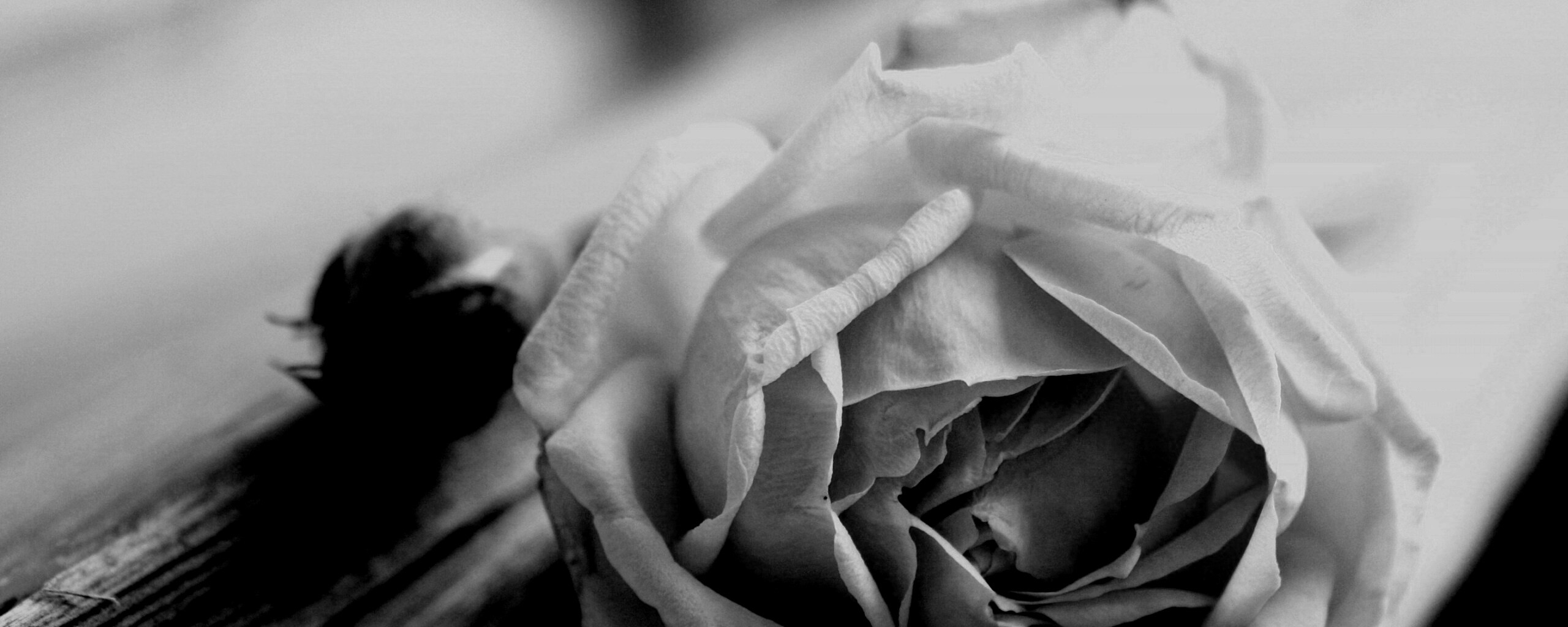 Бутон нежной розы обои