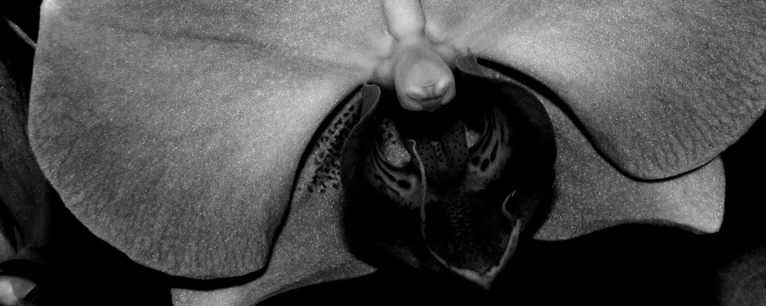 Фиолетовая орхидея обои