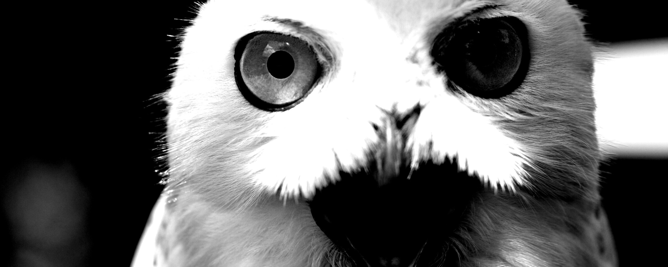 Сова в шоке! обои