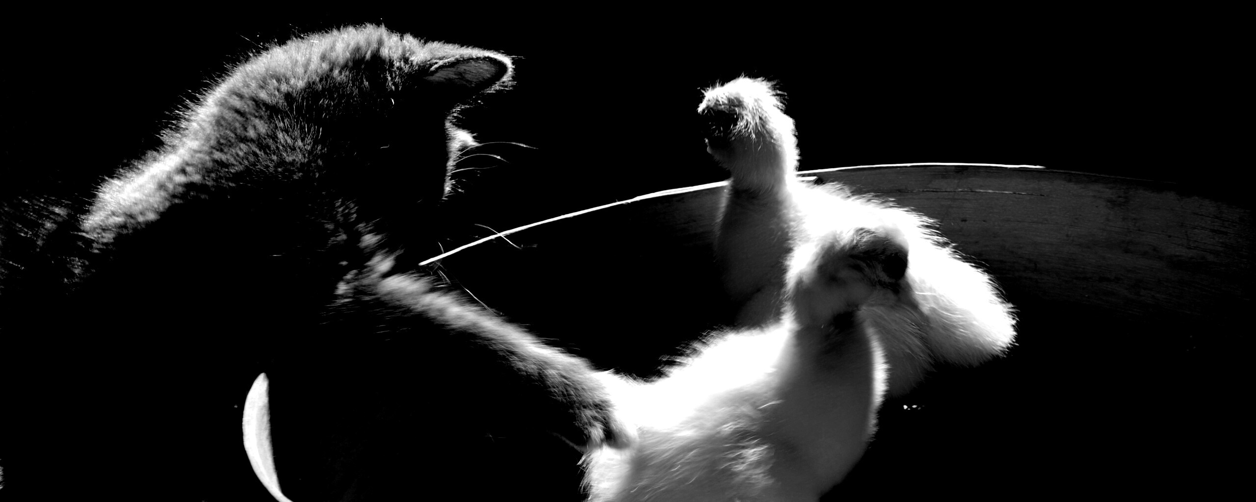 Котенок играет с утятами обои