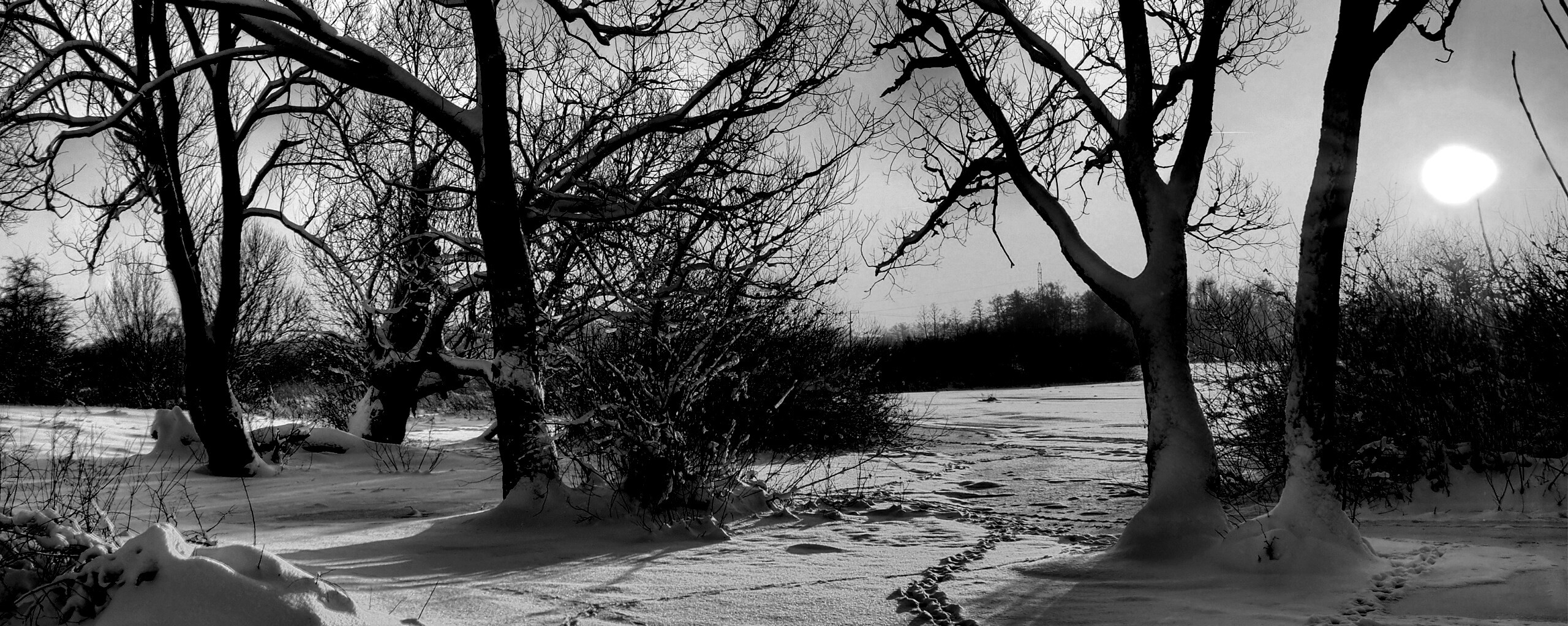 Солнечный свет в зимнем лесу обои