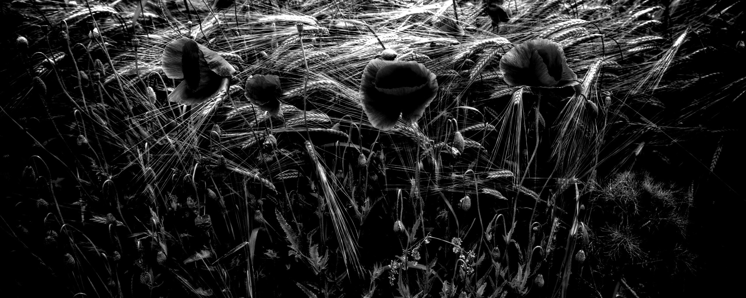 Красные маки обои