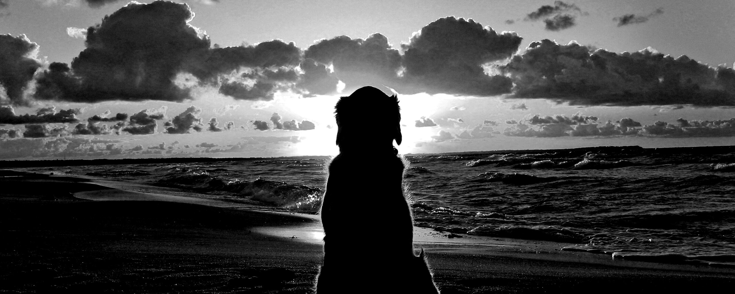 Собака наблюдающая закат на пляже обои