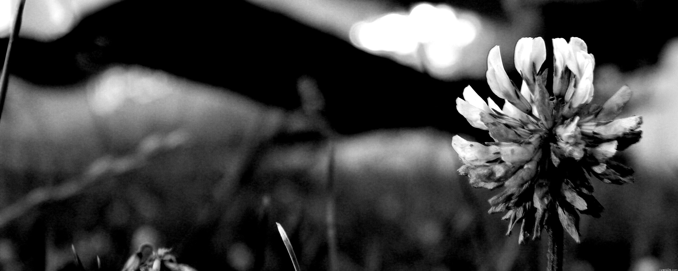 Цветок и красный самолет обои