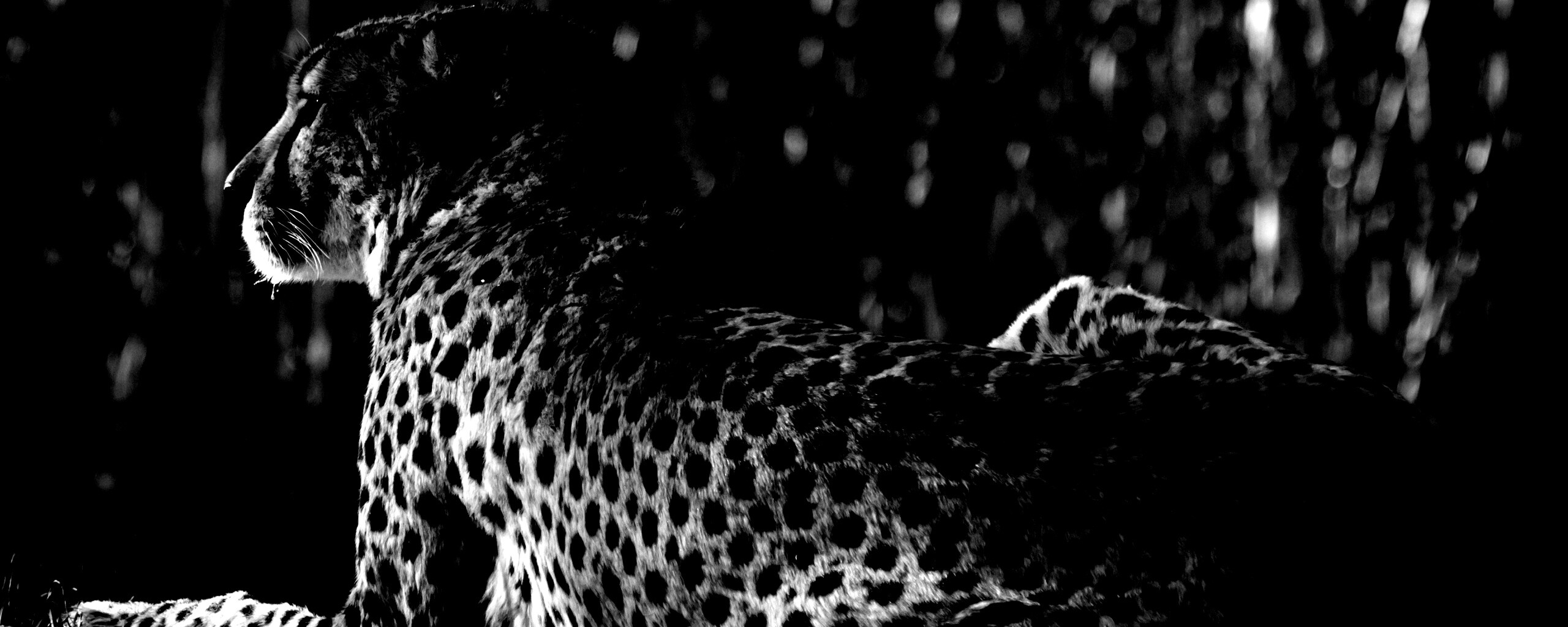 Гепард обои