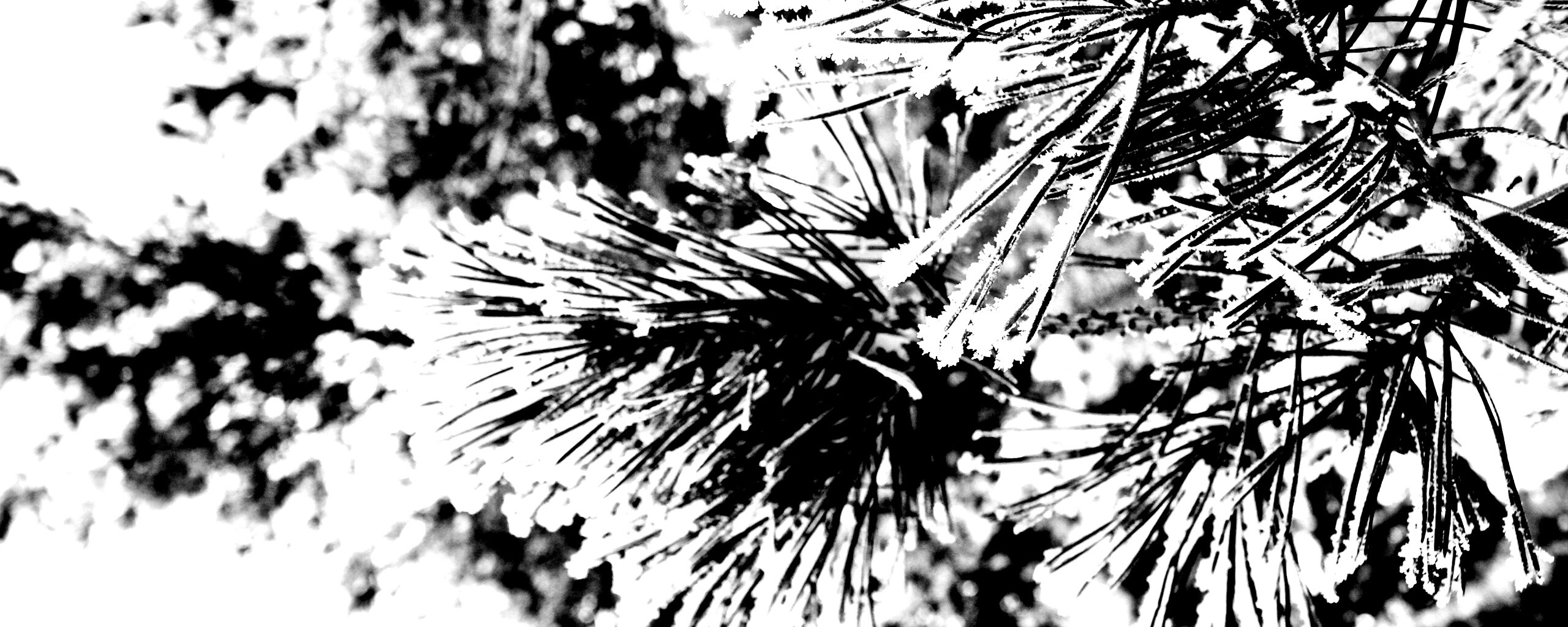 Хвойная ветка обои