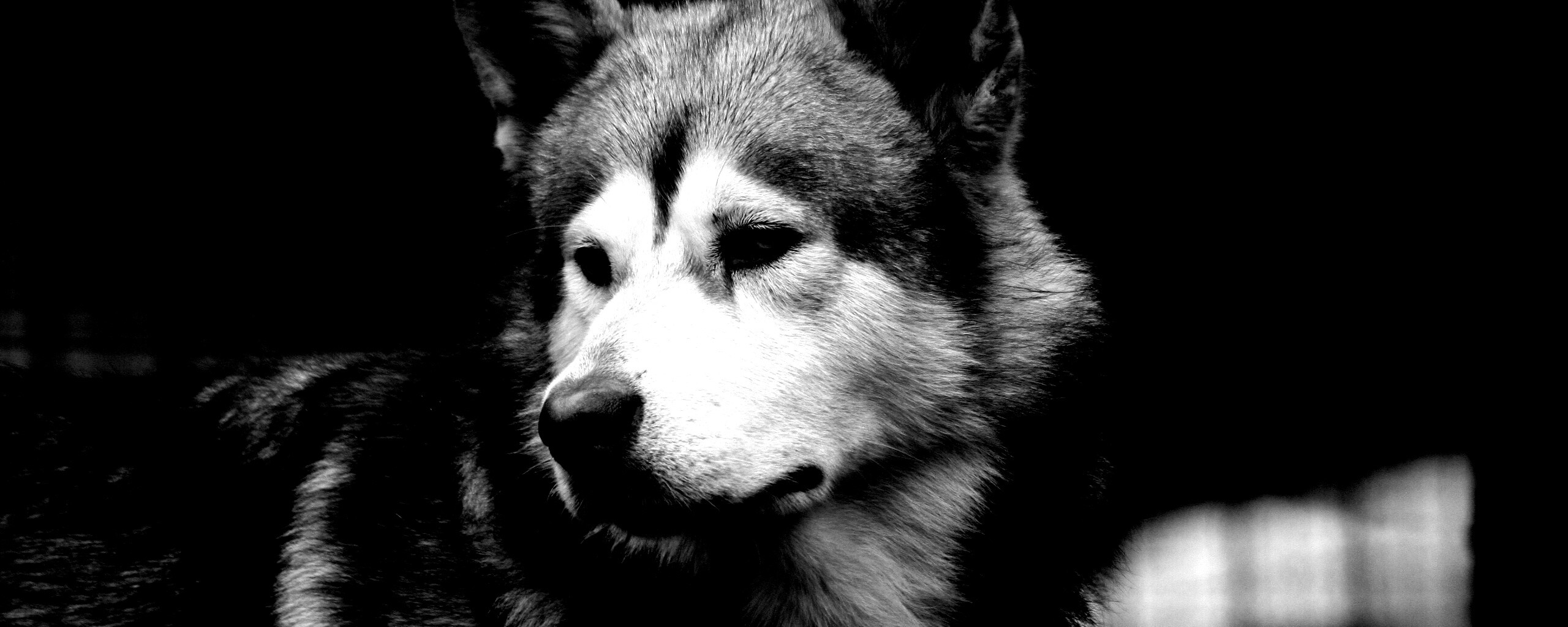 Собака с грустным взглядом обои