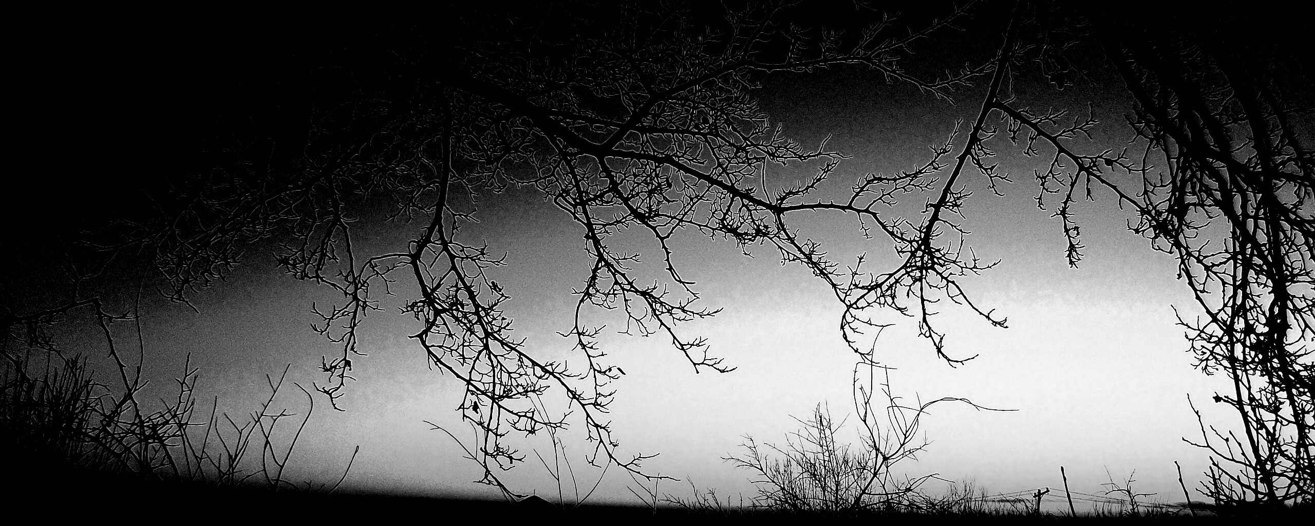 Закат сквозь ветки деревьев обои