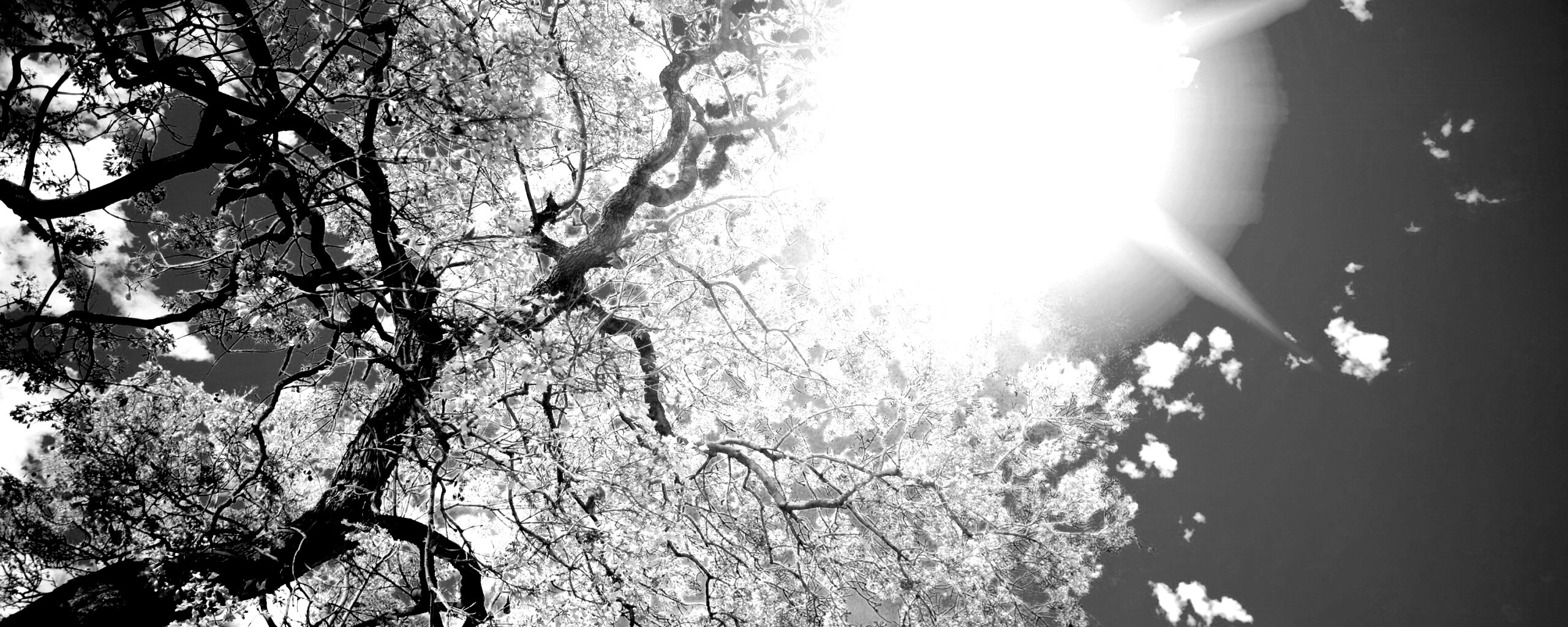 Цветение вишни обои