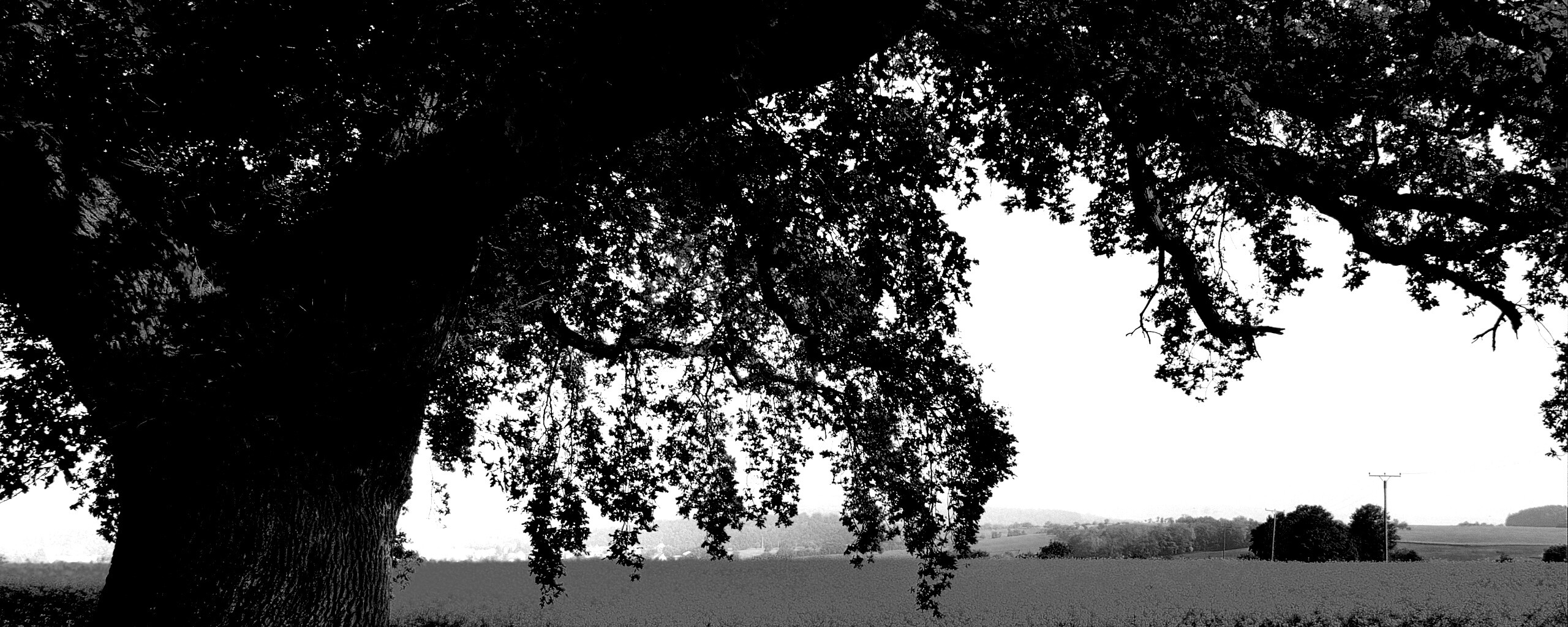 Старый дуб обои