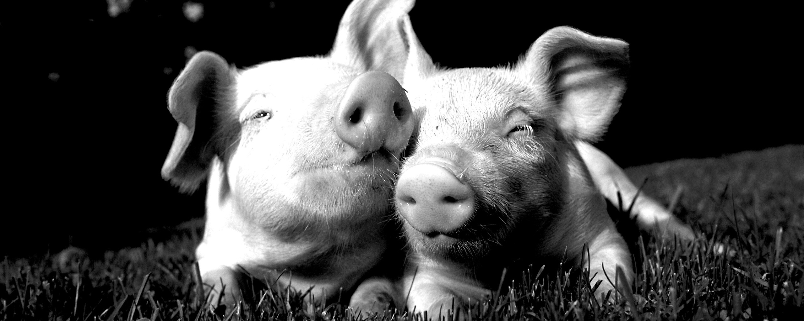 Два поросёнка обои