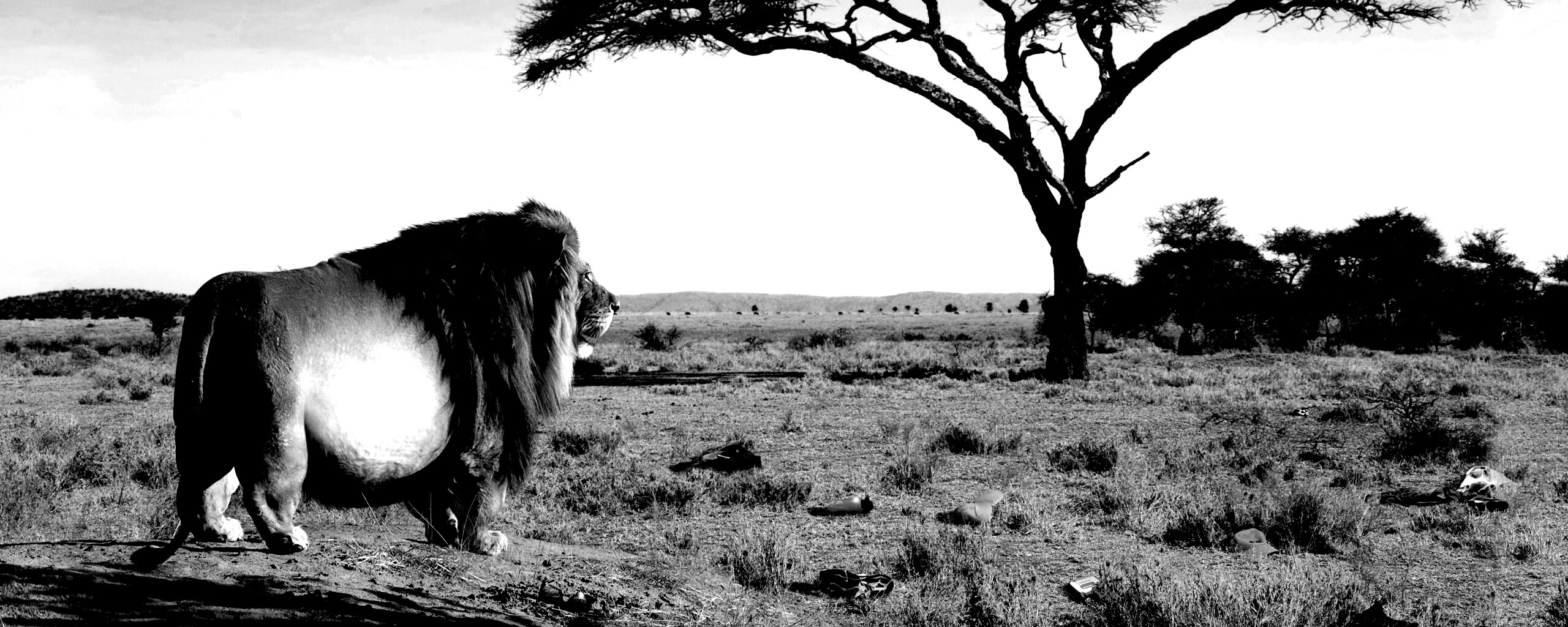 Толстый лев обои