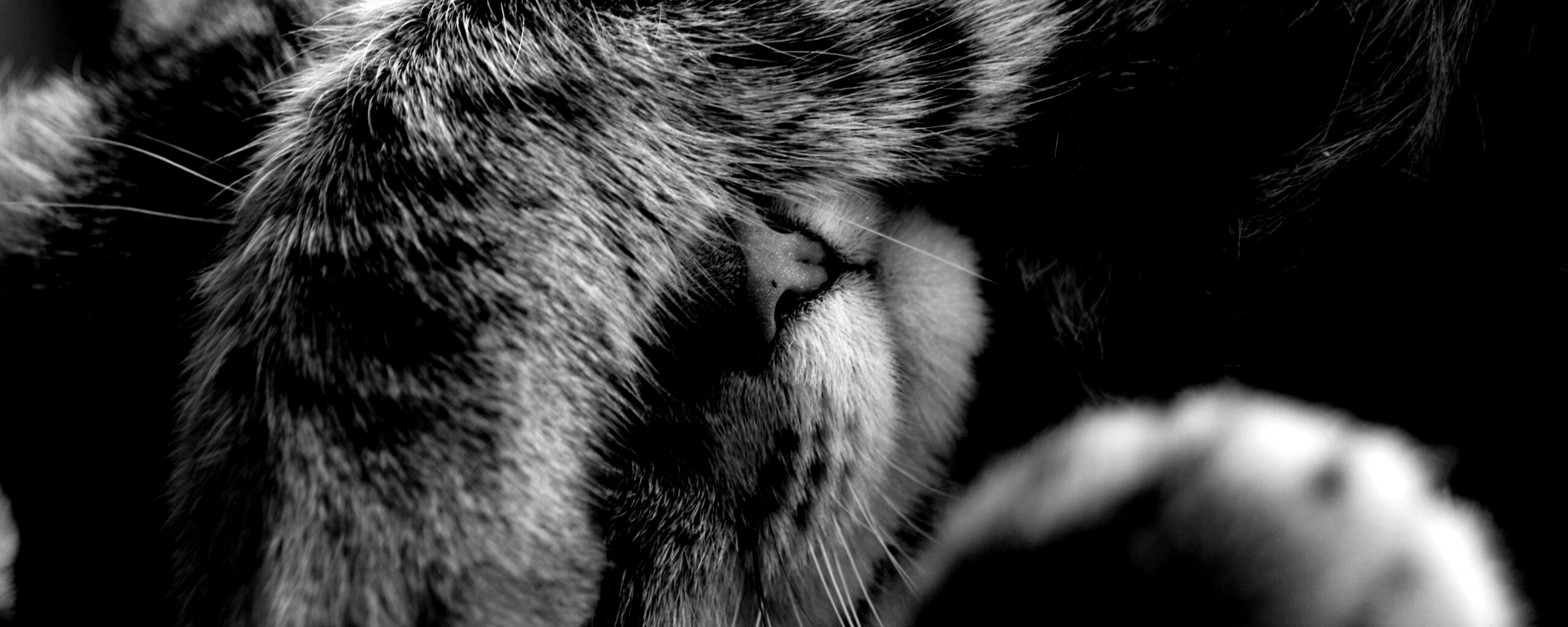 Facepalm по-кошачьи обои