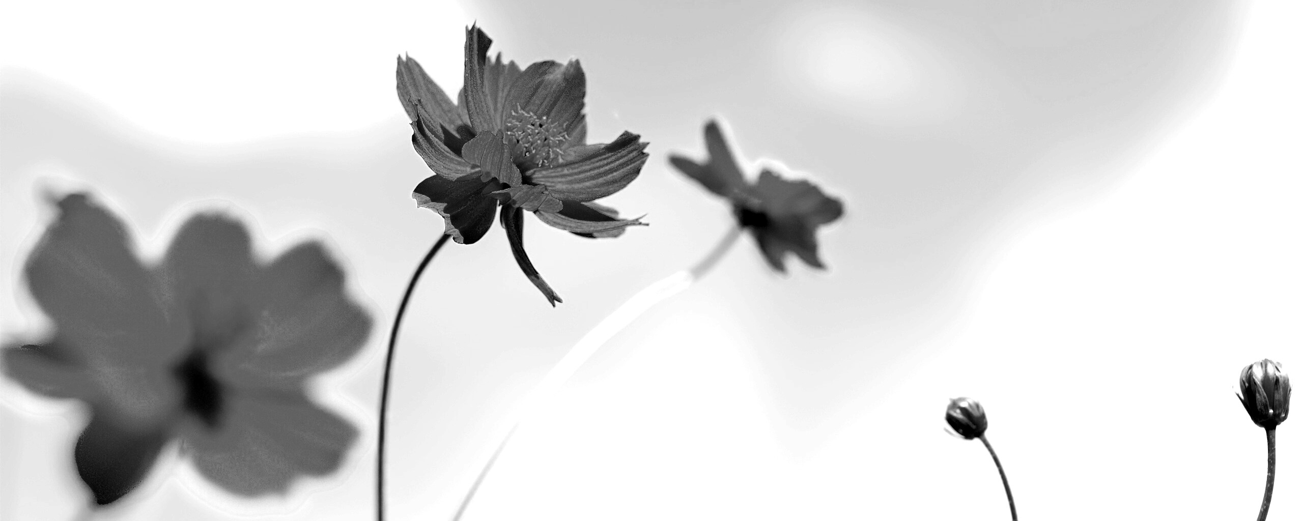 Летние цветы на фоне неба обои