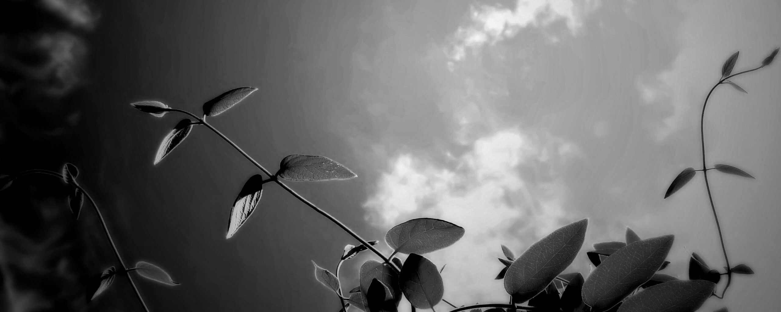 Веточки на фоне неба обои