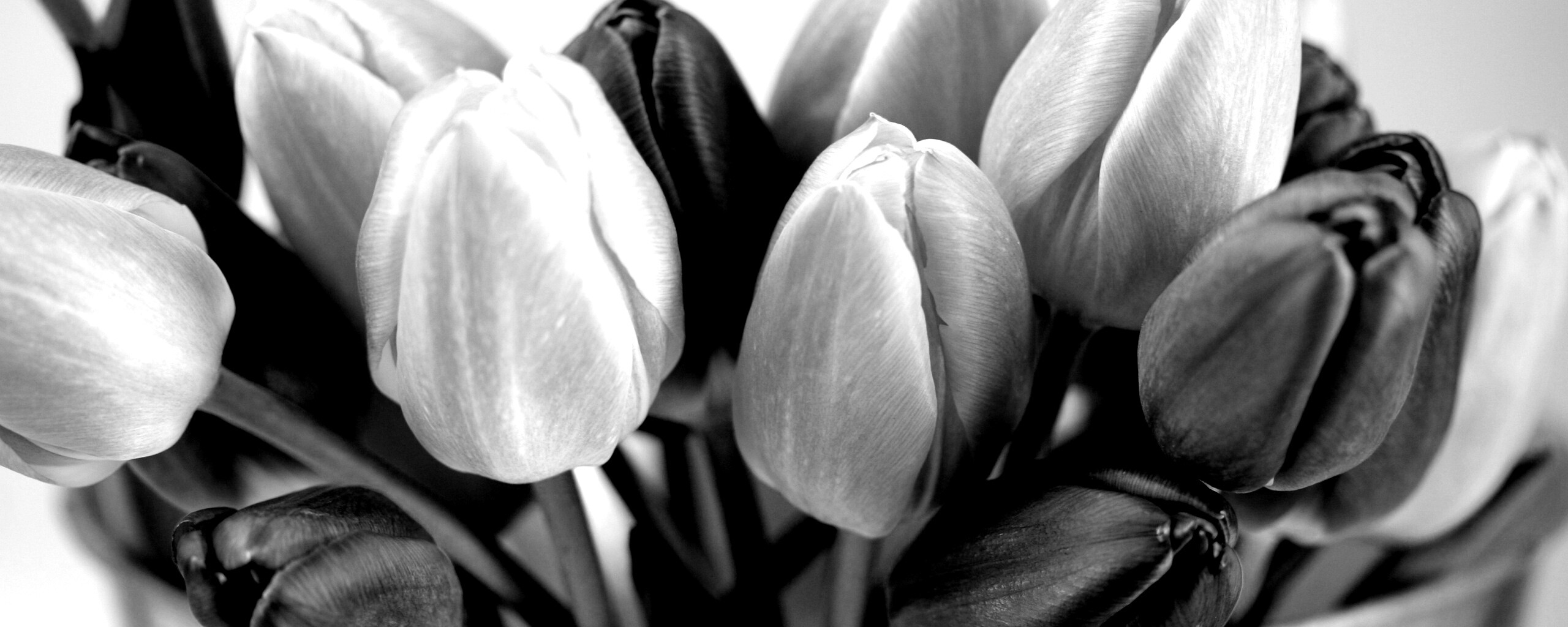 Розовые и фиолетовые тюльпаны обои