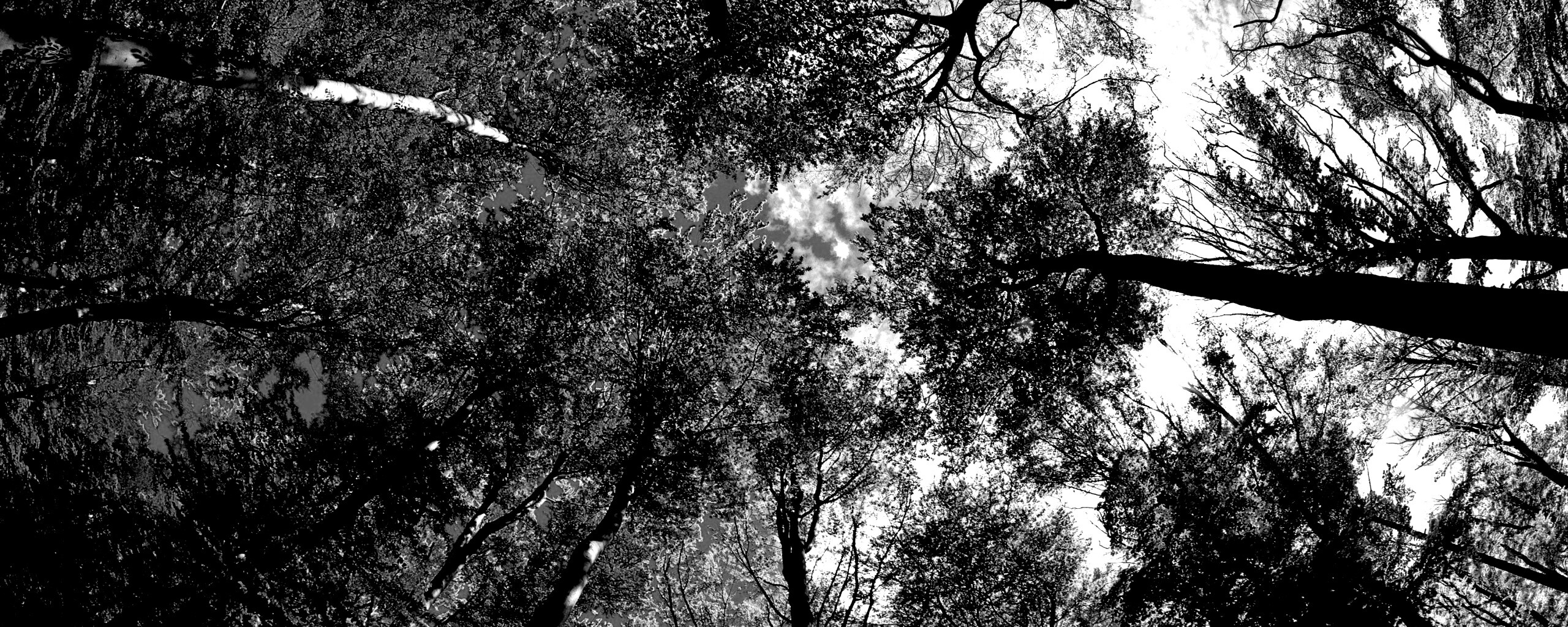 Кроны деревьев обои