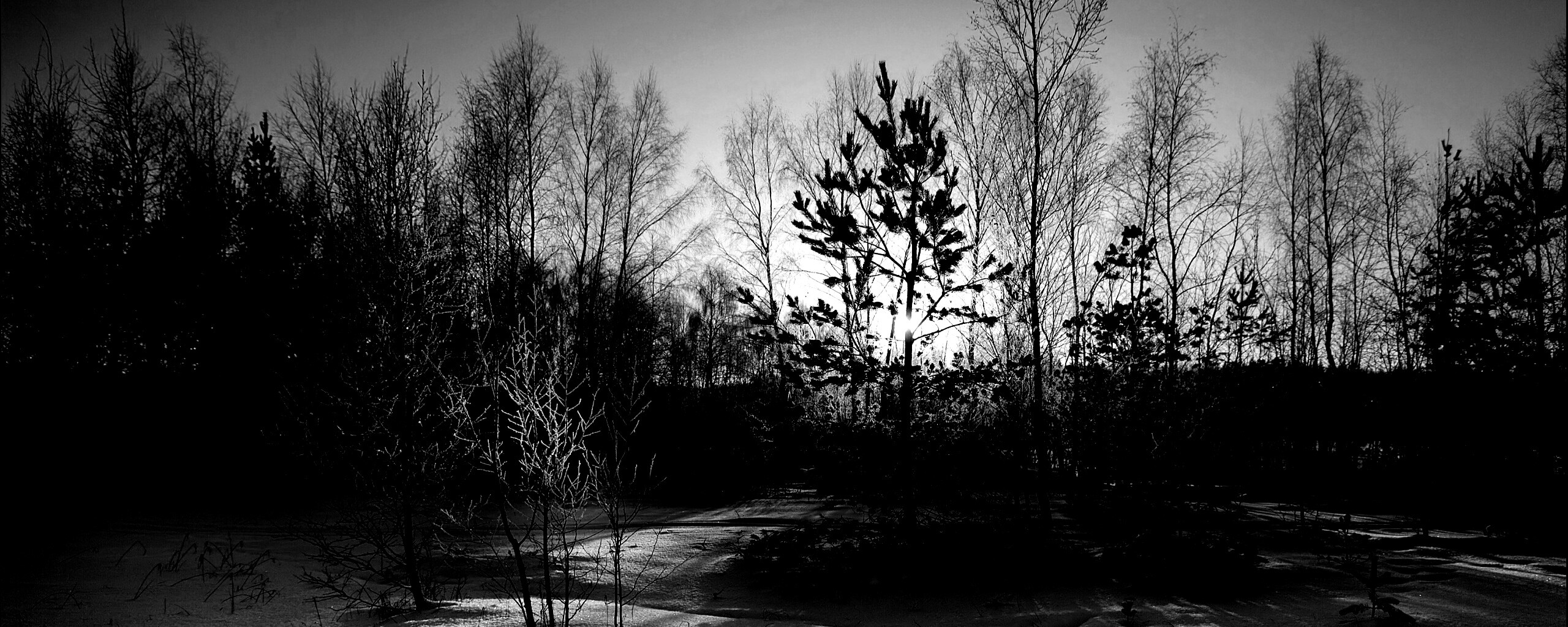 Зимний лес обои