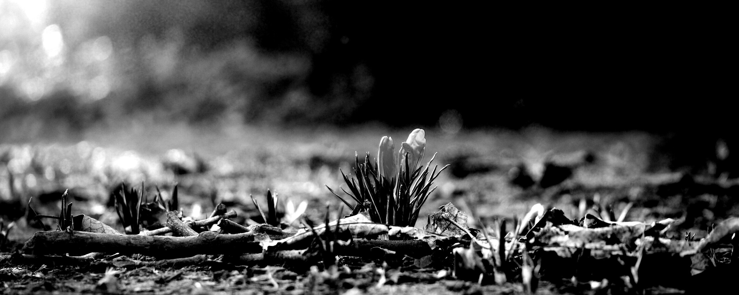 Весенняя трава и цветы обои