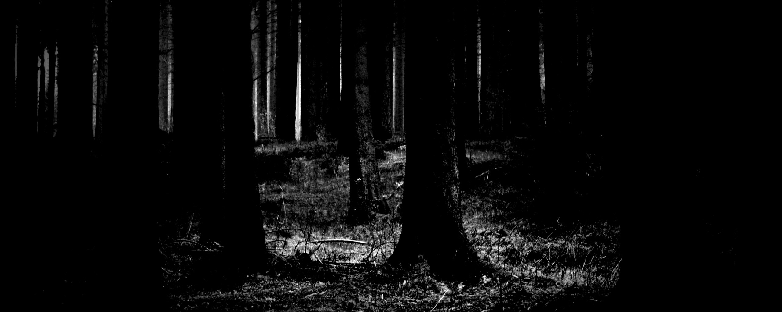Темный лес обои