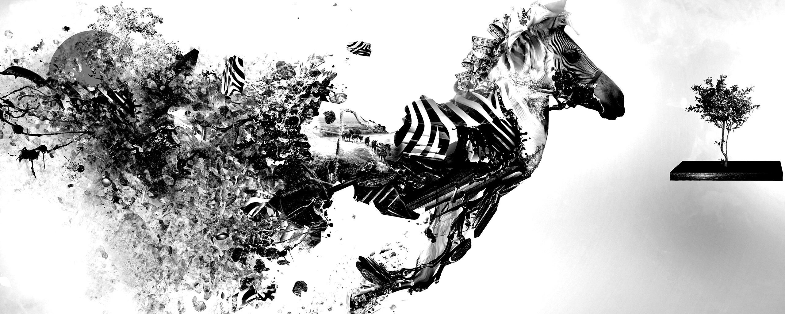 Зебра и бонсай обои