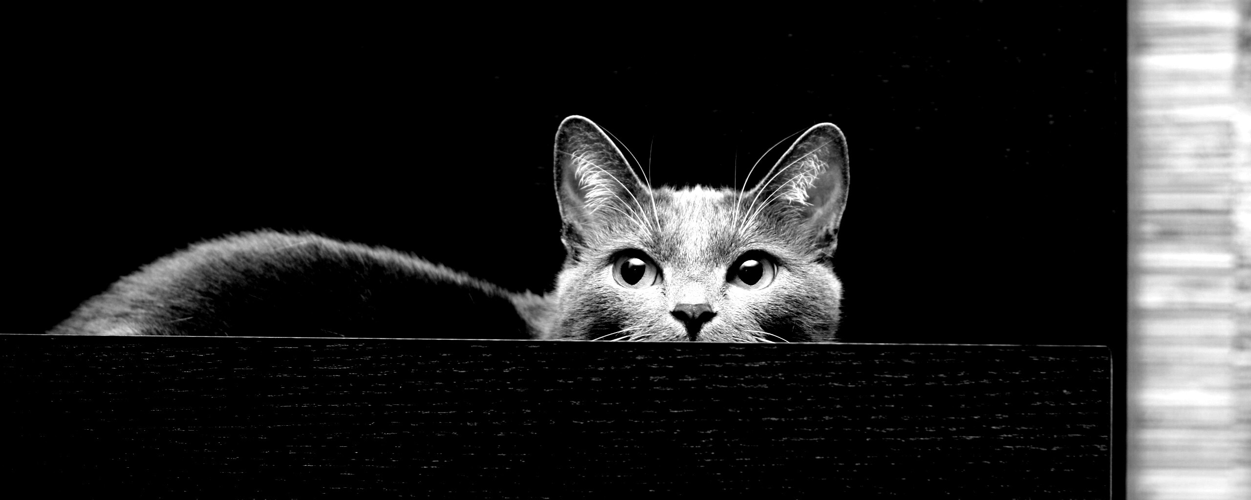 Кот в ящике комода обои