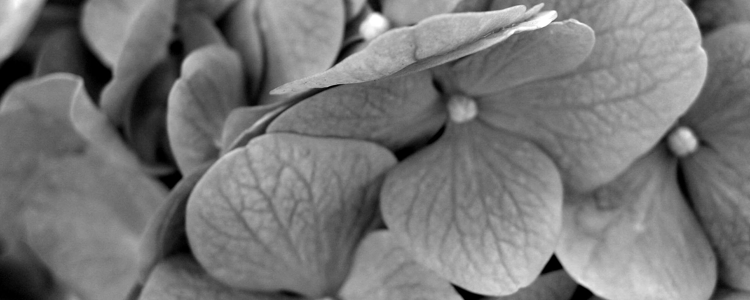 Фиолетовые нежные цветы обои