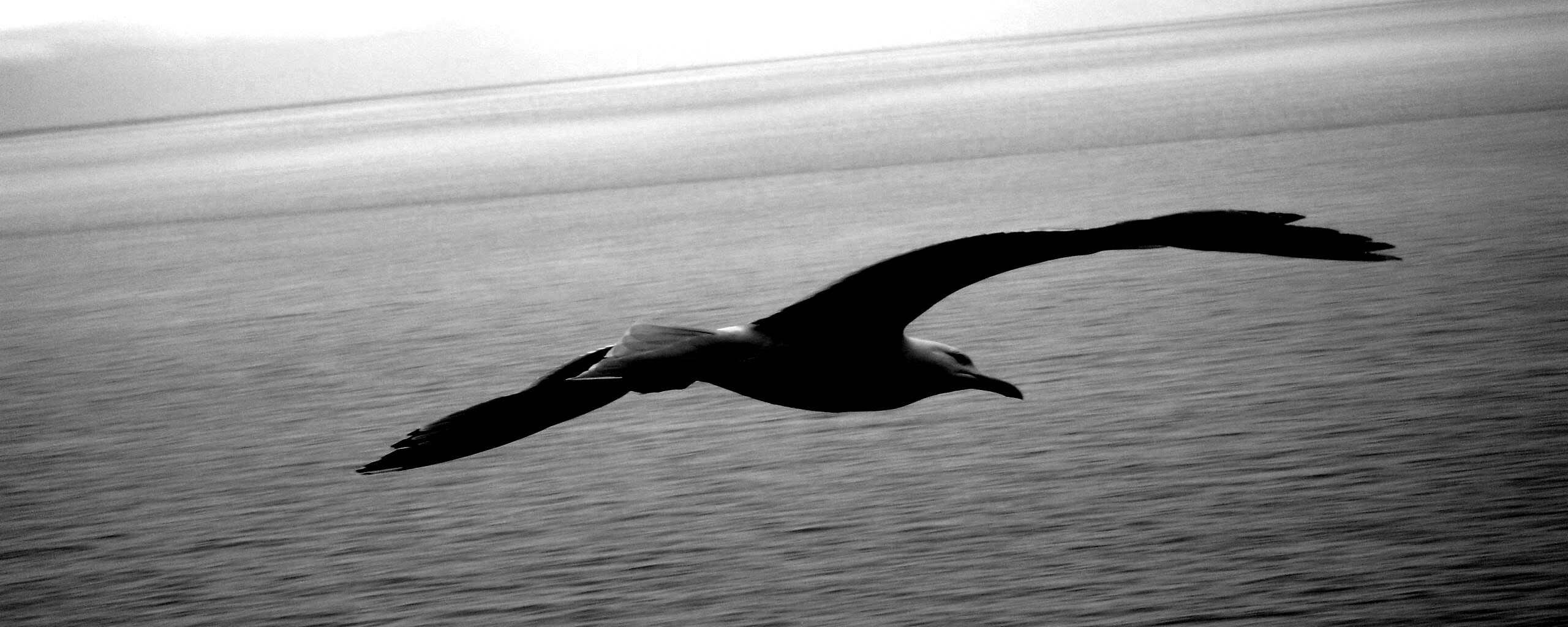 Чайка в полете обои