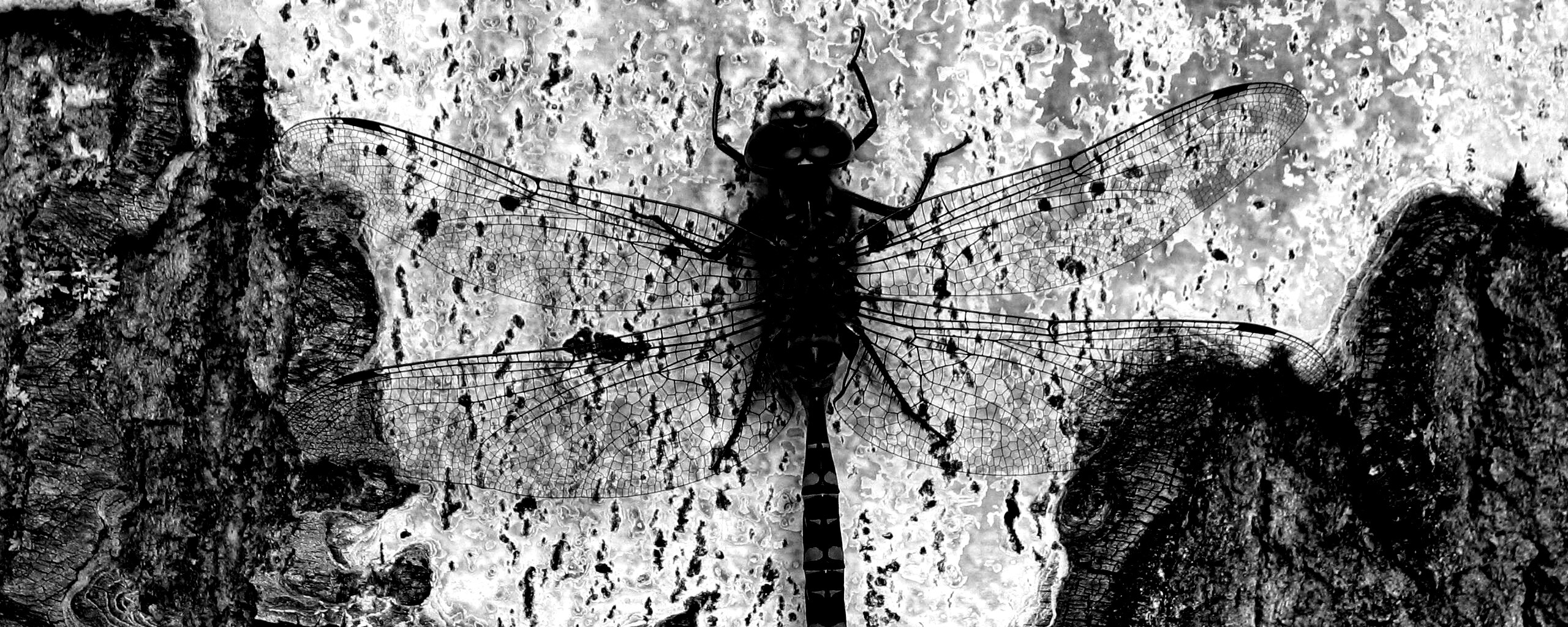 Стрекоза на дереве обои