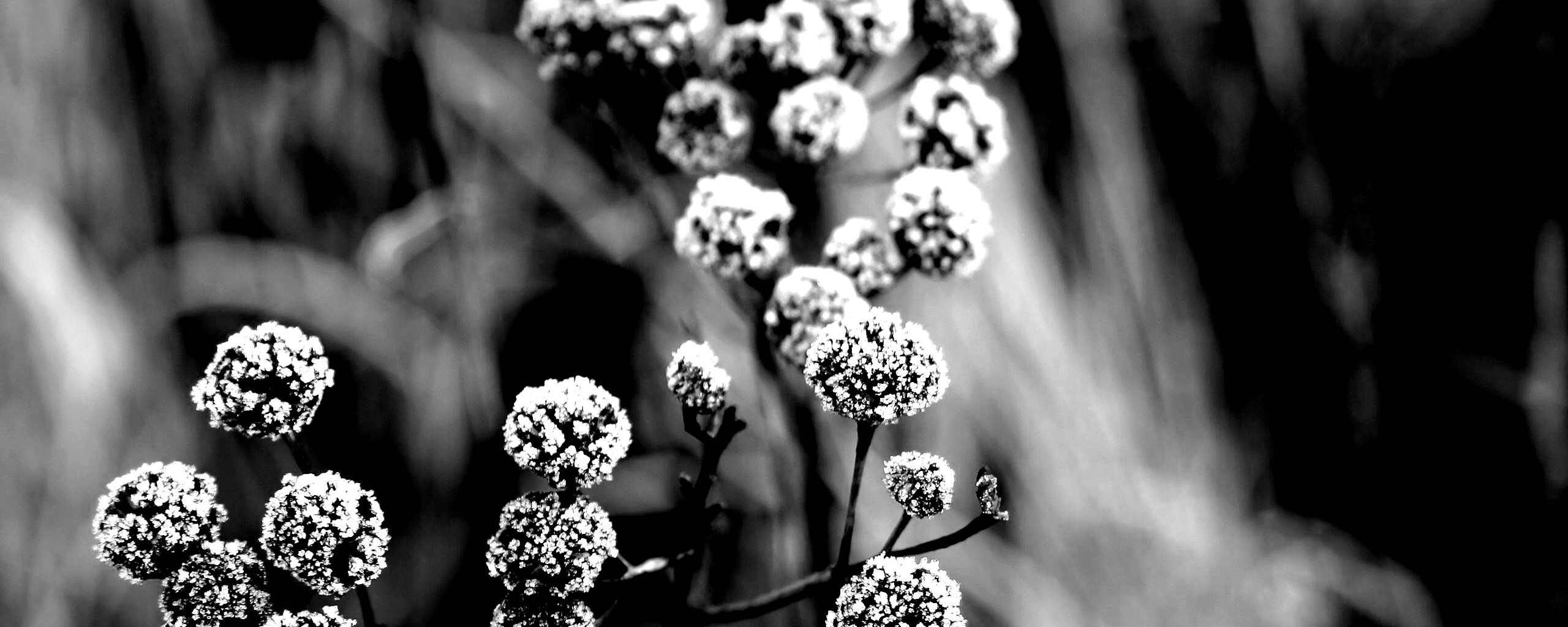 Ледяные цветы обои