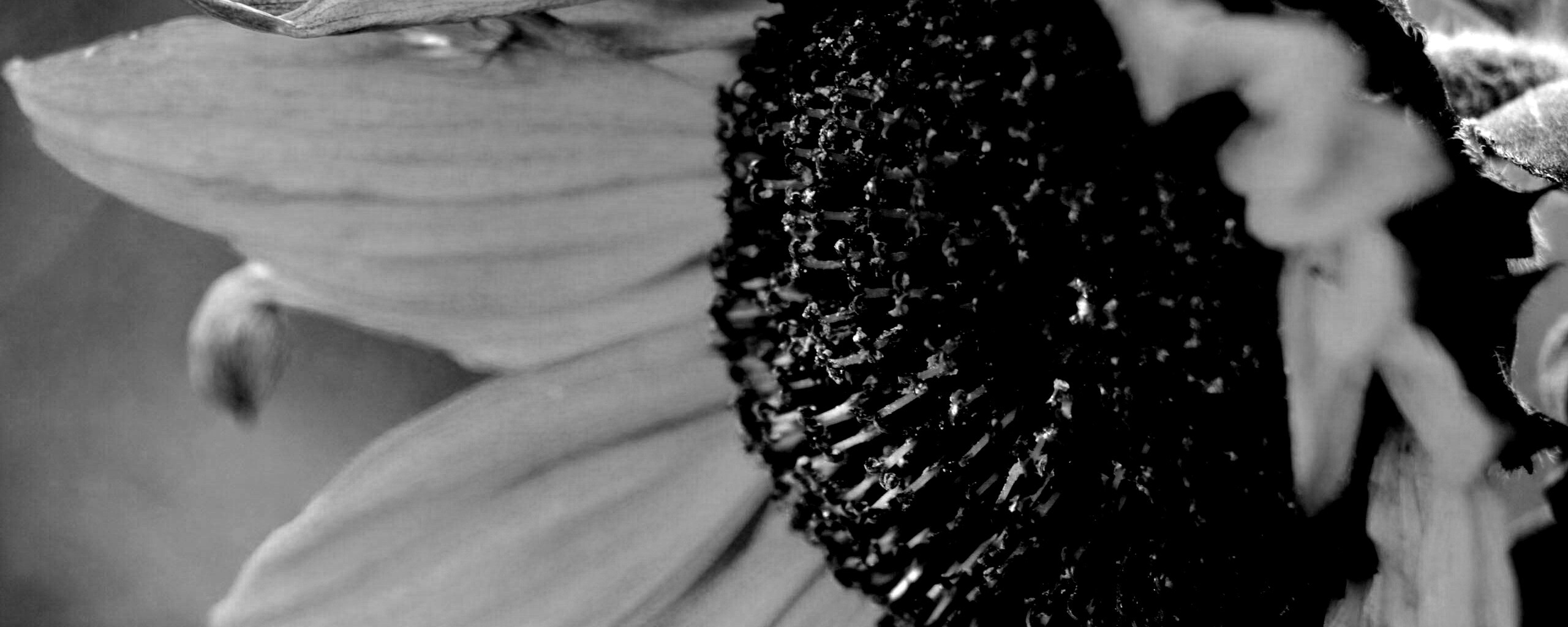 Подсолхну осенью обои