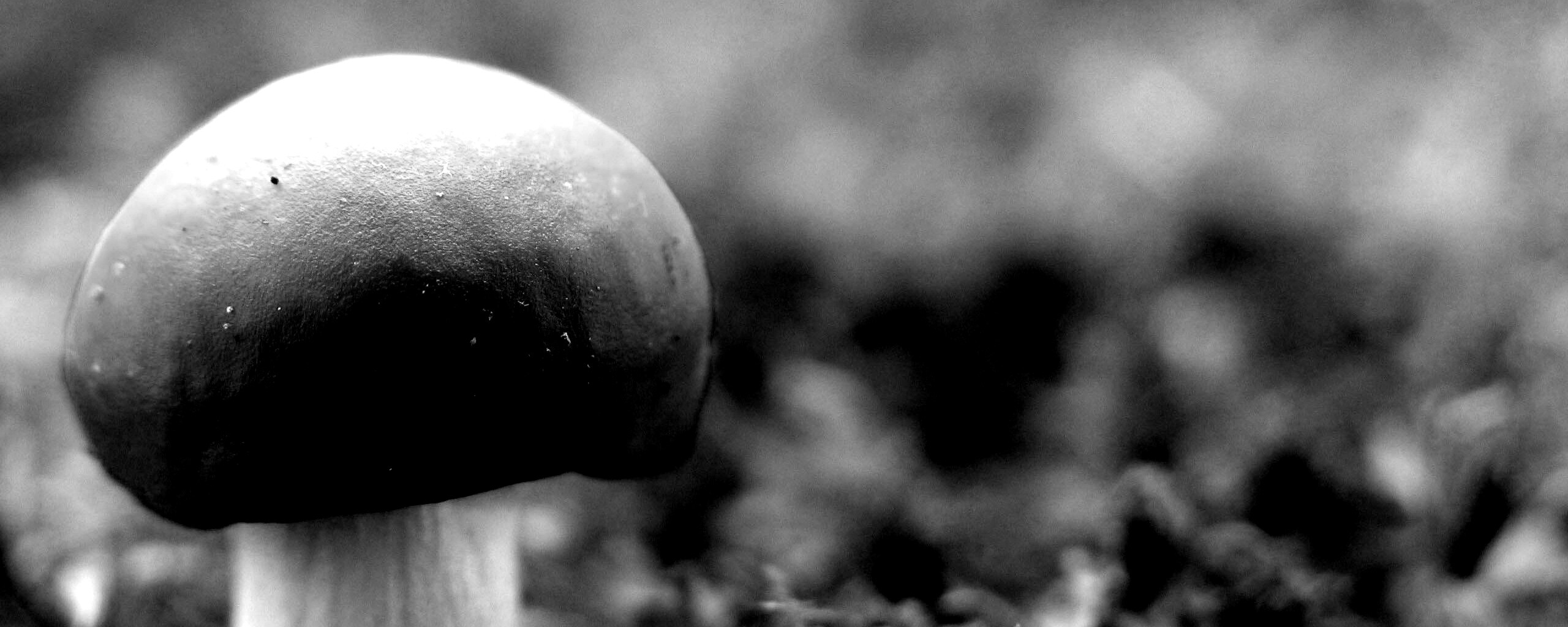 Грибок с красной шапкой обои